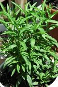 Artemisia dracunculus